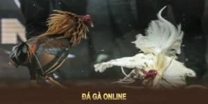 Cách Chơi Đá Gà Sabong Tại MU88 Chuẩn Xác Cho Anh Em